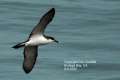 Buller's Shearwater